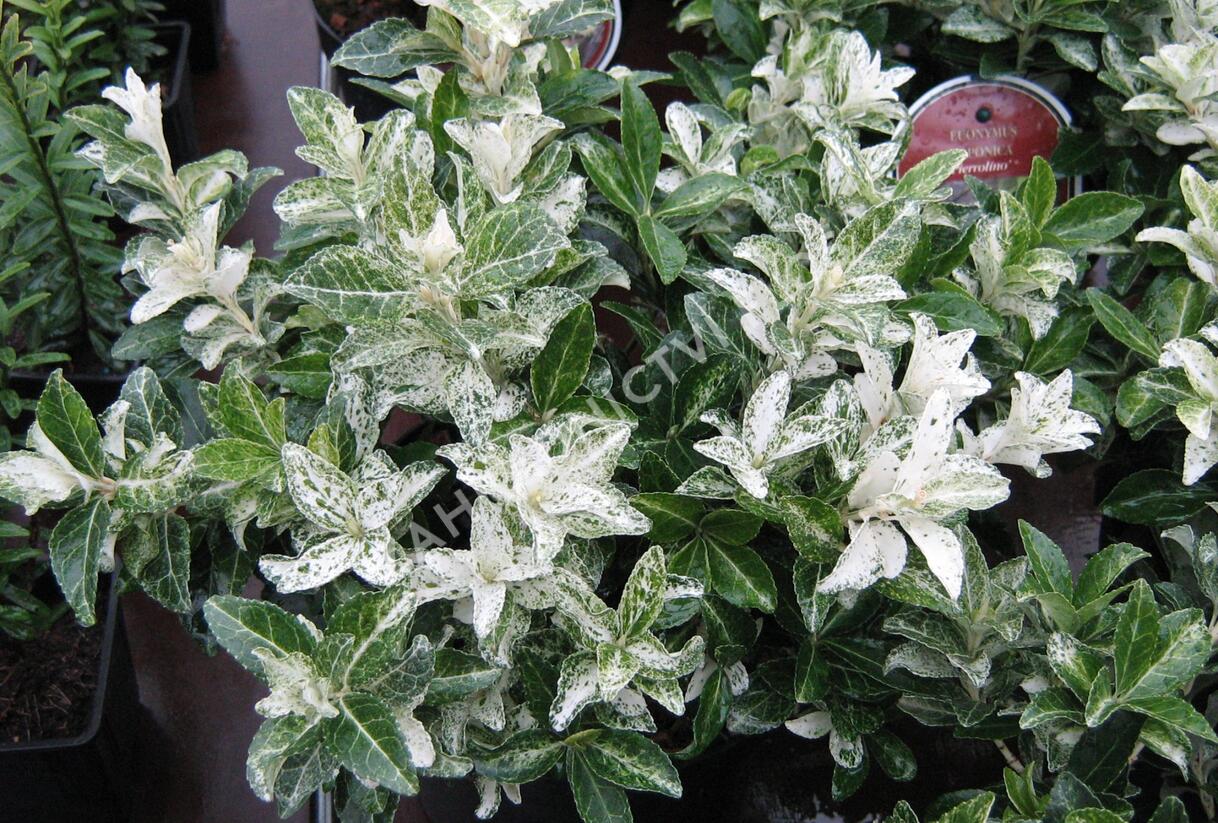 Brslen japonský 'Pierrolino' - Euonymus japonicus 'Pierrolino'