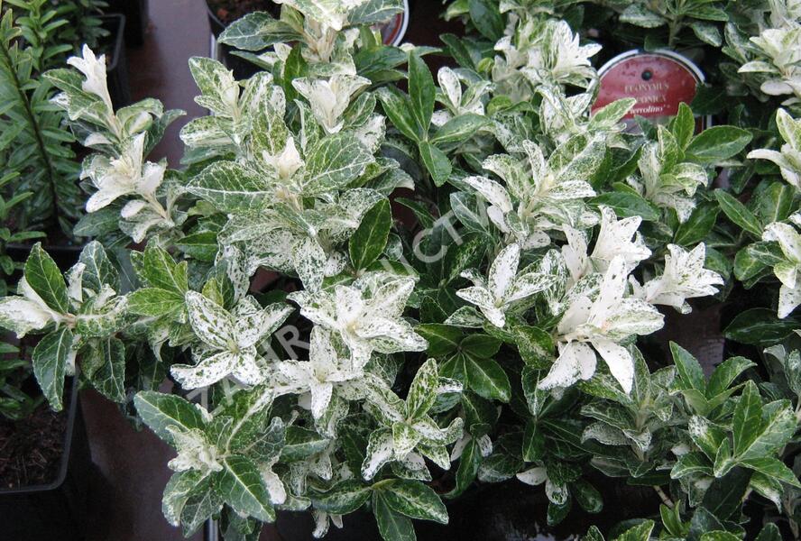 Brslen japonský 'Pierrolino' - Euonymus japonicus 'Pierrolino'