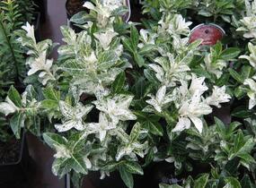 Brslen japonský 'Pierrolino' - Euonymus japonicus 'Pierrolino'