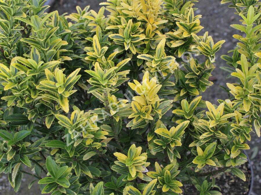 Brslen japonský 'Microphyllus Aureovariegatus' - Euonymus japonicus 'Microphyllus Aureovariegatus'