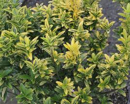 Brslen japonský 'Microphyllus Aureovariegatus'