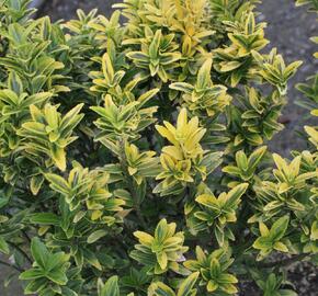 Brslen japonský 'Microphyllus Aureovariegatus' - Euonymus japonicus 'Microphyllus Aureovariegatus'