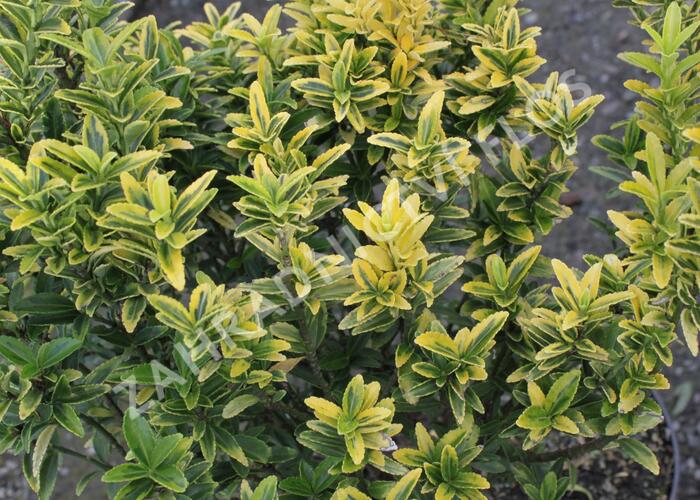 Brslen japonský 'Microphyllus Aureovariegatus' - Euonymus japonicus 'Microphyllus Aureovariegatus'