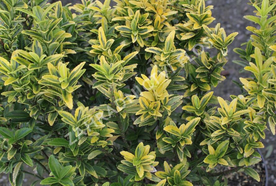 Brslen japonský 'Microphyllus Aureovariegatus' - Euonymus japonicus 'Microphyllus Aureovariegatus'