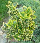 Brslen japonský 'Marieke' - Euonymus japonicus 'Marieke'