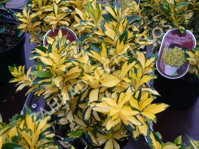 Brslen japonský 'Extase' - Euonymus japonicus 'Extase'