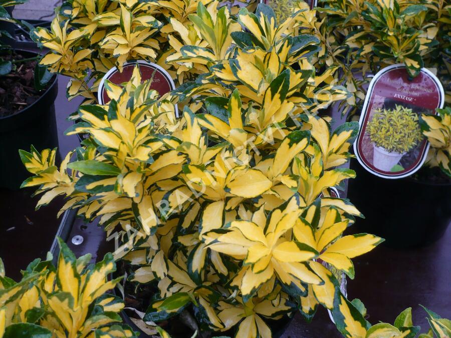 Brslen japonský 'Extase' - Euonymus japonicus 'Extase'