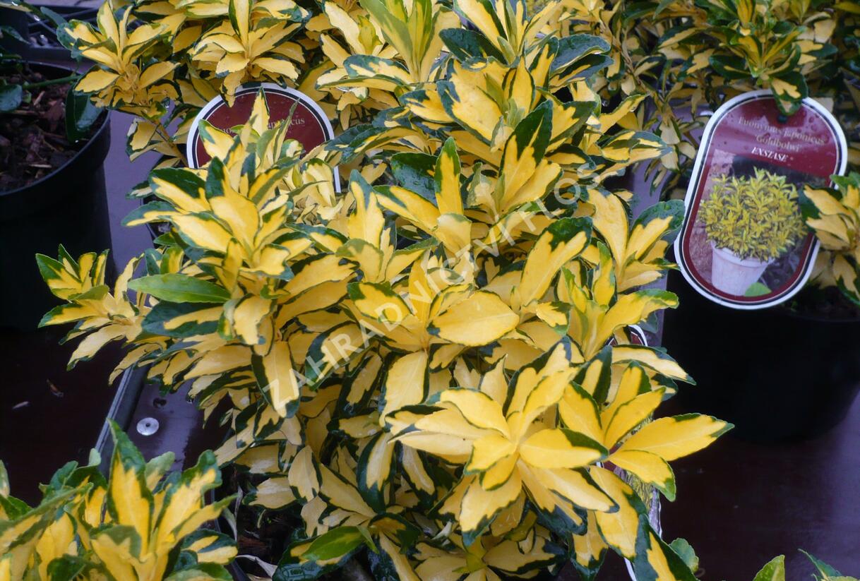 Brslen japonský 'Extase' - Euonymus japonicus 'Extase'