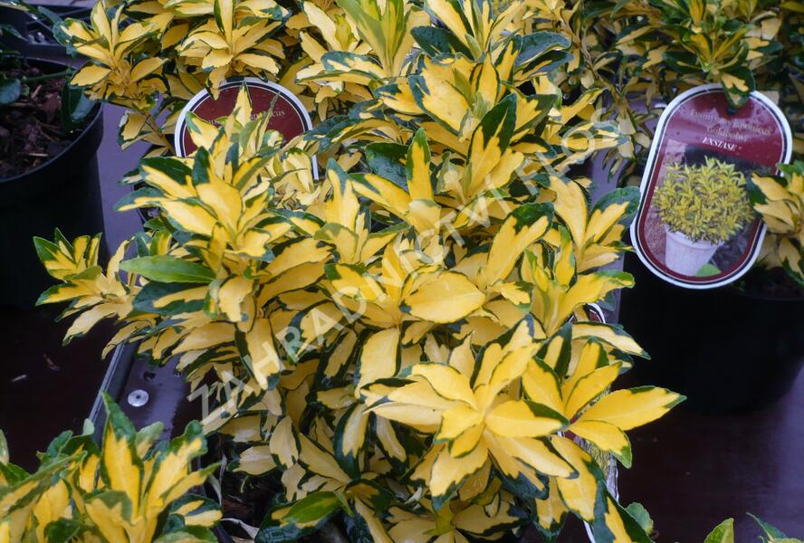 Brslen japonský 'Extase' - Euonymus japonicus 'Extase'
