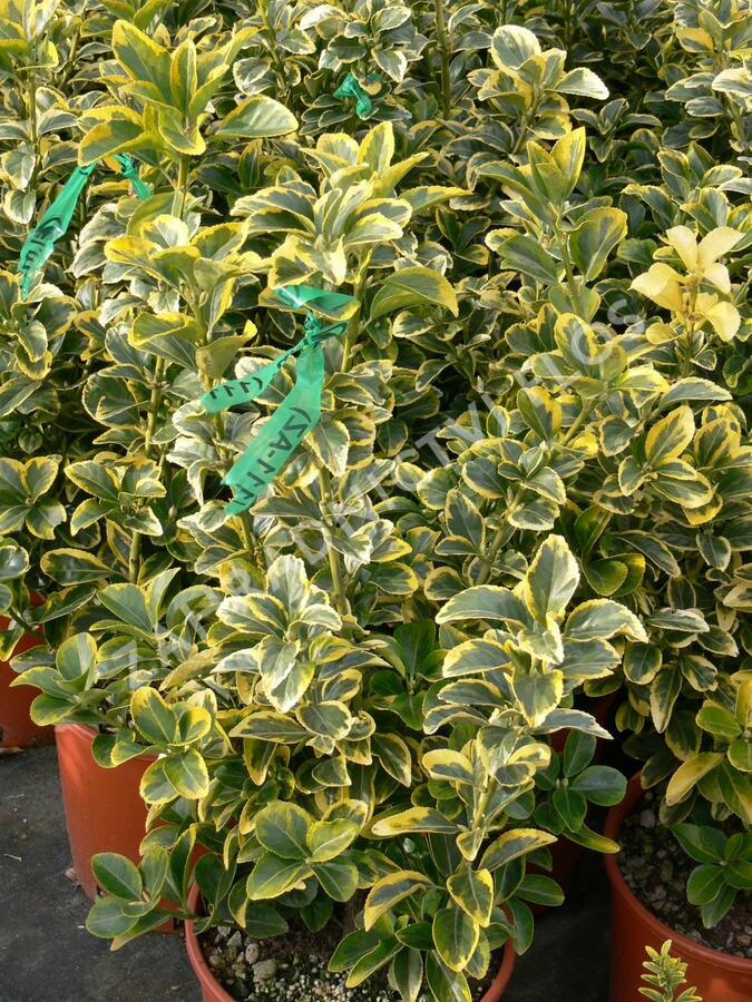 Brslen japonský 'Aureus' - Euonymus japonicus 'Aureus'