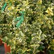 Brslen japonský 'Aureus' - Euonymus japonicus 'Aureus'