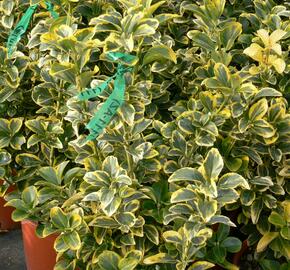 Brslen japonský 'Aureus' - Euonymus japonicus 'Aureus'