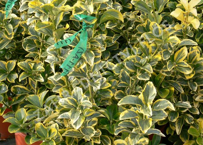 Brslen japonský 'Aureus' - Euonymus japonicus 'Aureus'