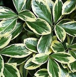 Brslen japonský 'Aureovariegatus' - Euonymus japonicus 'Aureovariegatus'