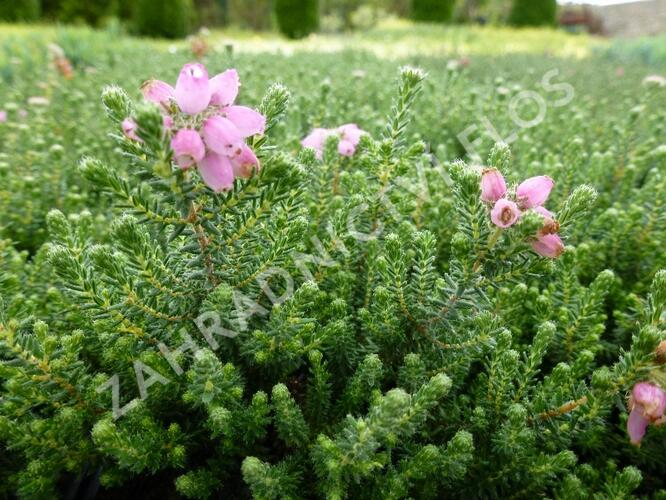 Vřesovec čtyřřadý 'Daphne Underwood' - Erica tetralix 'Daphne Underwood'