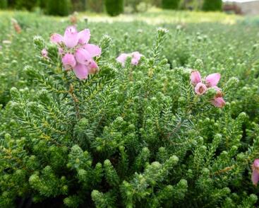 Vřesovec čtyřřadý 'Daphne Underwood'