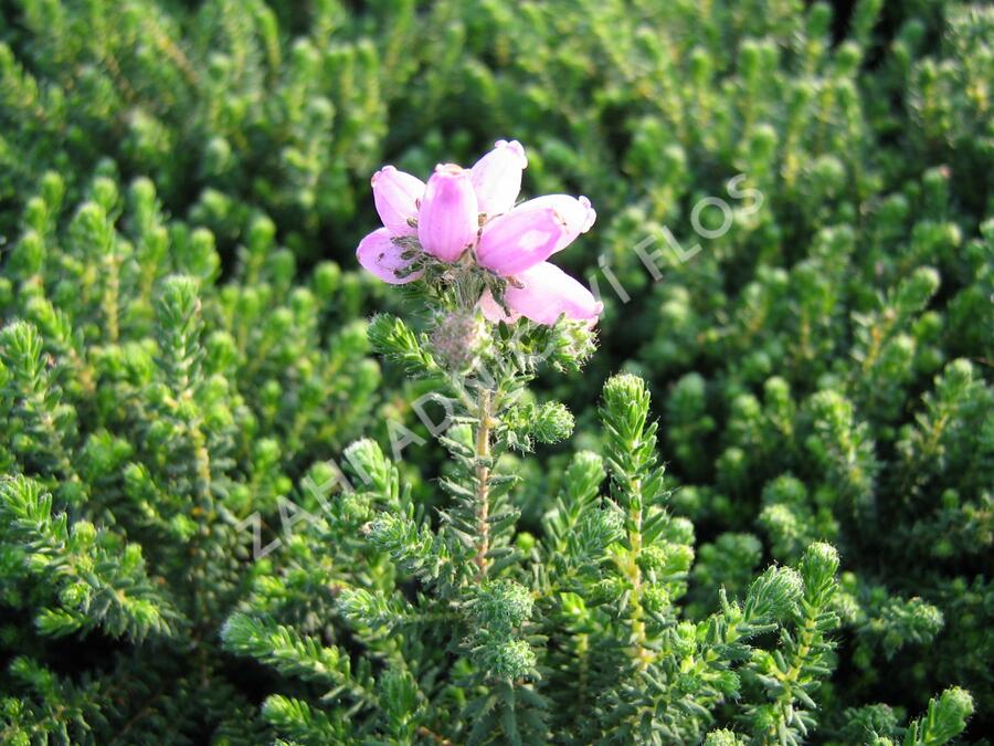 Vřesovec čtyřřadý 'Daphne Underwood' - Erica tetralix 'Daphne Underwood'