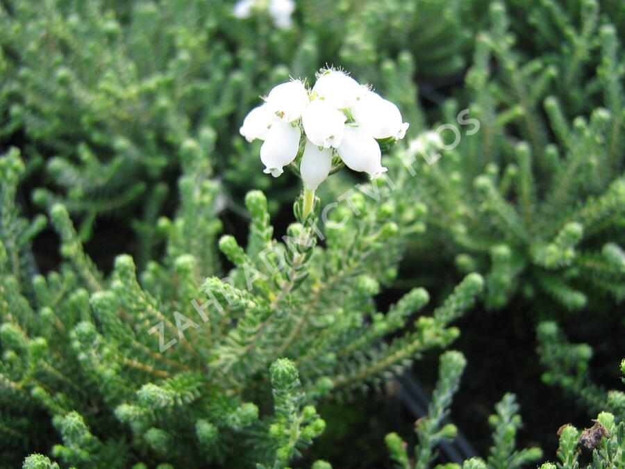 Vřesovec čtyřřadý 'Alba' - Erica tetralix 'Alba'