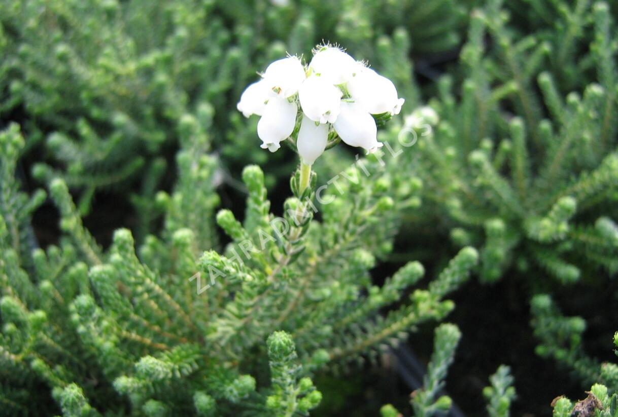 Vřesovec čtyřřadý 'Alba' - Erica tetralix 'Alba'