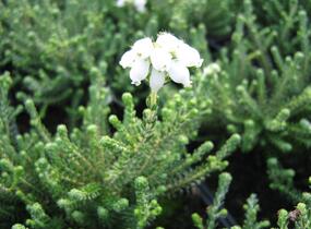 Vřesovec čtyřřadý 'Alba' - Erica tetralix 'Alba'