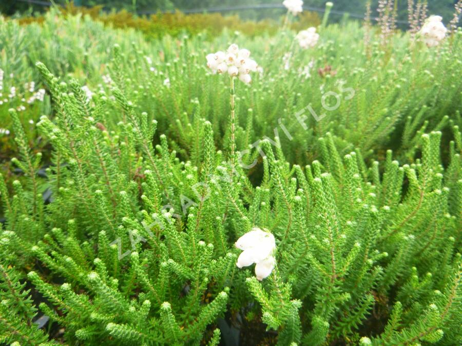 Vřesovec čtyřřadý 'Alba' - Erica tetralix 'Alba'