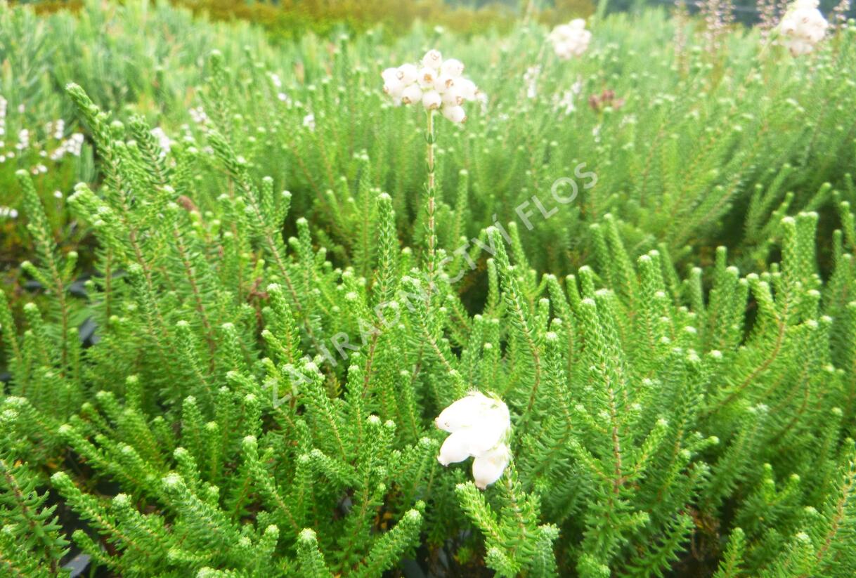 Vřesovec čtyřřadý 'Alba' - Erica tetralix 'Alba'