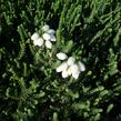 Vřesovec čtyřřadý 'Alba' - Erica tetralix 'Alba'