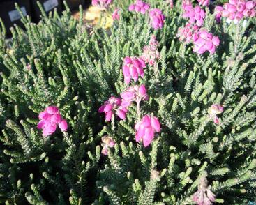 Vřesovec čtyřřadý