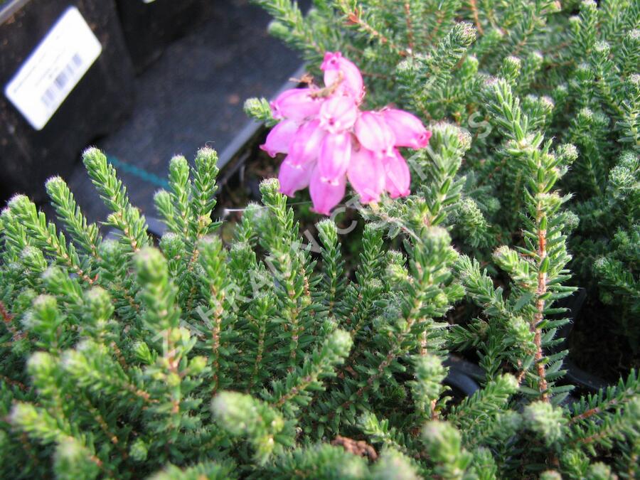 Vřesovec čtyřřadý - Erica tetralix