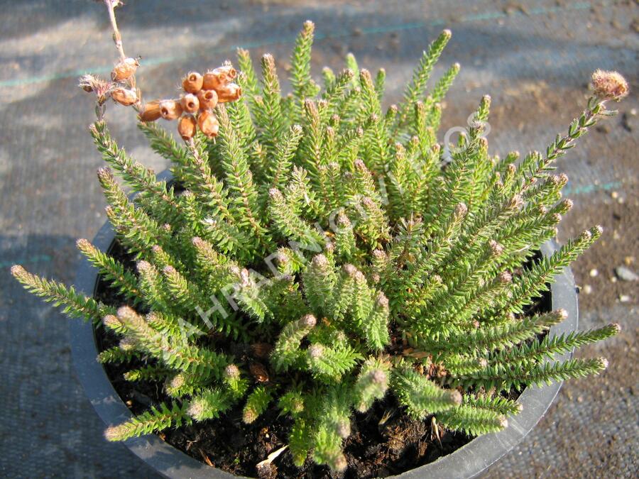 Vřesovec čtyřřadý - Erica tetralix