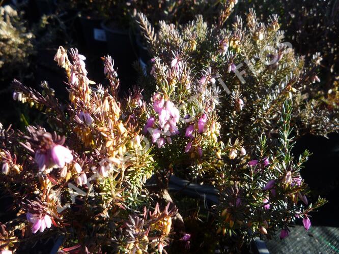 Vřesovec darlejský 'Lena' - Erica darleyensis 'Lena'