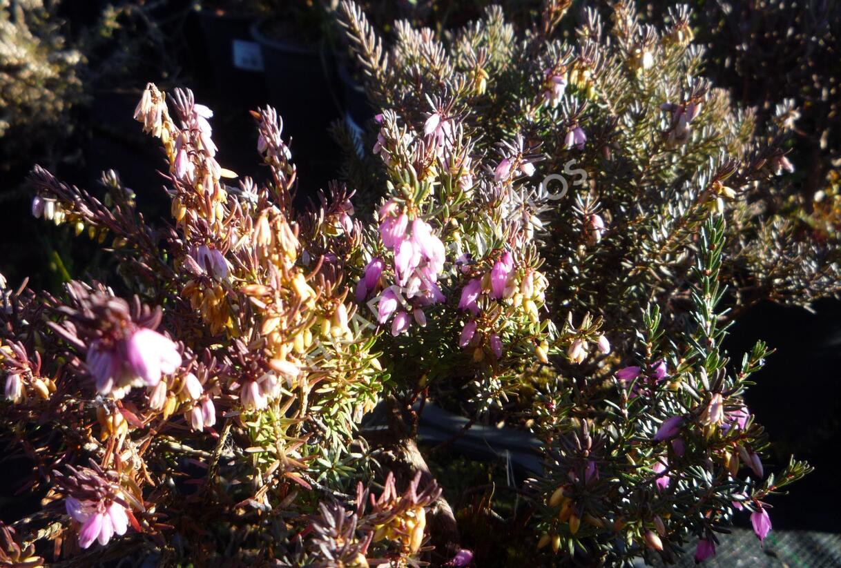 Vřesovec darlejský 'Lena' - Erica darleyensis 'Lena'
