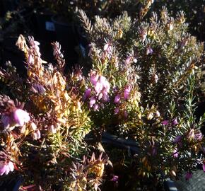 Vřesovec darlejský 'Lena' - Erica darleyensis 'Lena'