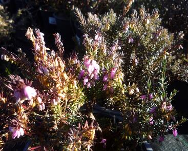 Vřesovec darlejský 'Lena'