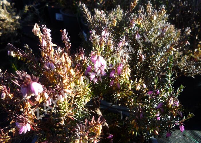 Vřesovec darlejský 'Lena' - Erica darleyensis 'Lena'