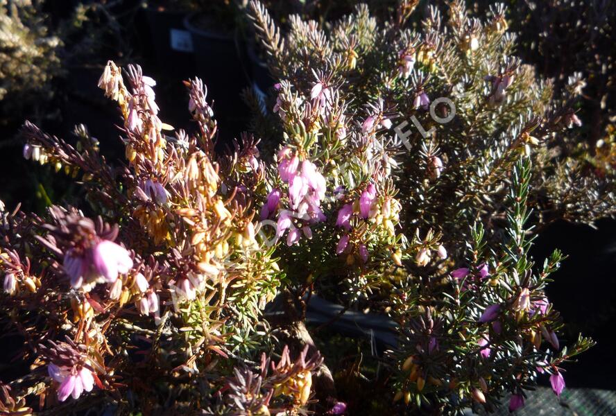 Vřesovec darlejský 'Lena' - Erica darleyensis 'Lena'
