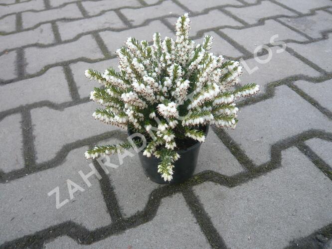 Vřesovec pleťový 'Alba' - Erica carnea 'Alba'