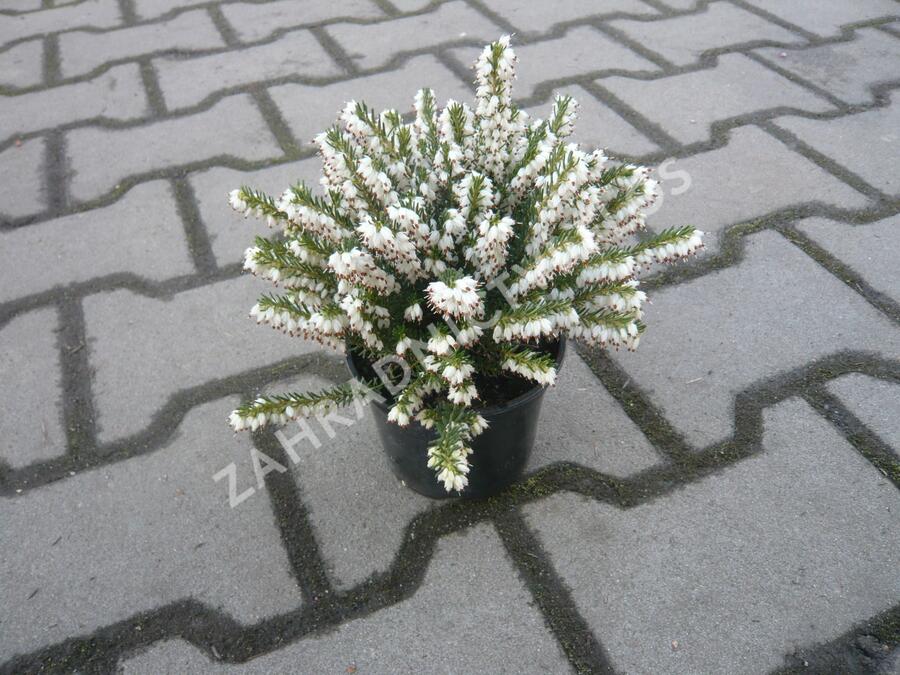 Vřesovec pleťový 'Alba' - Erica carnea 'Alba'