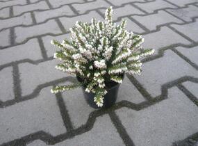 Vřesovec pleťový 'Alba' - Erica carnea 'Alba'