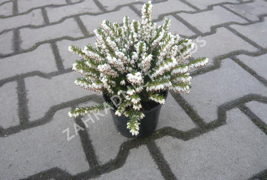 Vřesovec pleťový 'Alba' - Erica carnea 'Alba'
