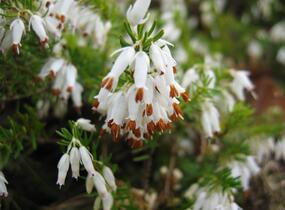 Vřesovec pleťový 'Alba' - Erica carnea 'Alba'