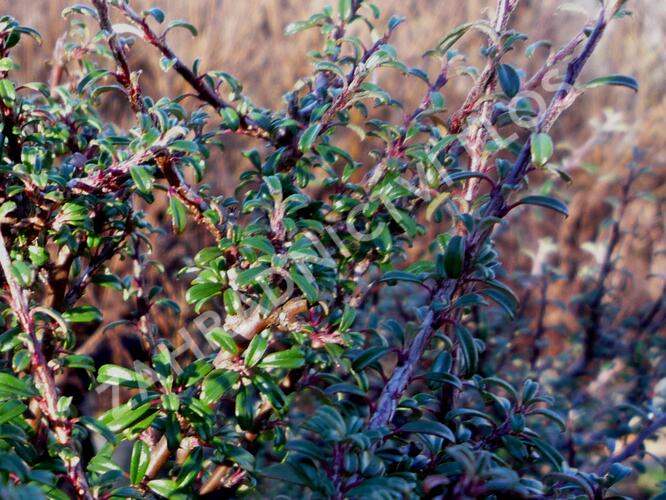 Skalník drobnolistý var. thymifolius - Cotoneaster microphyllus var. thymifolius