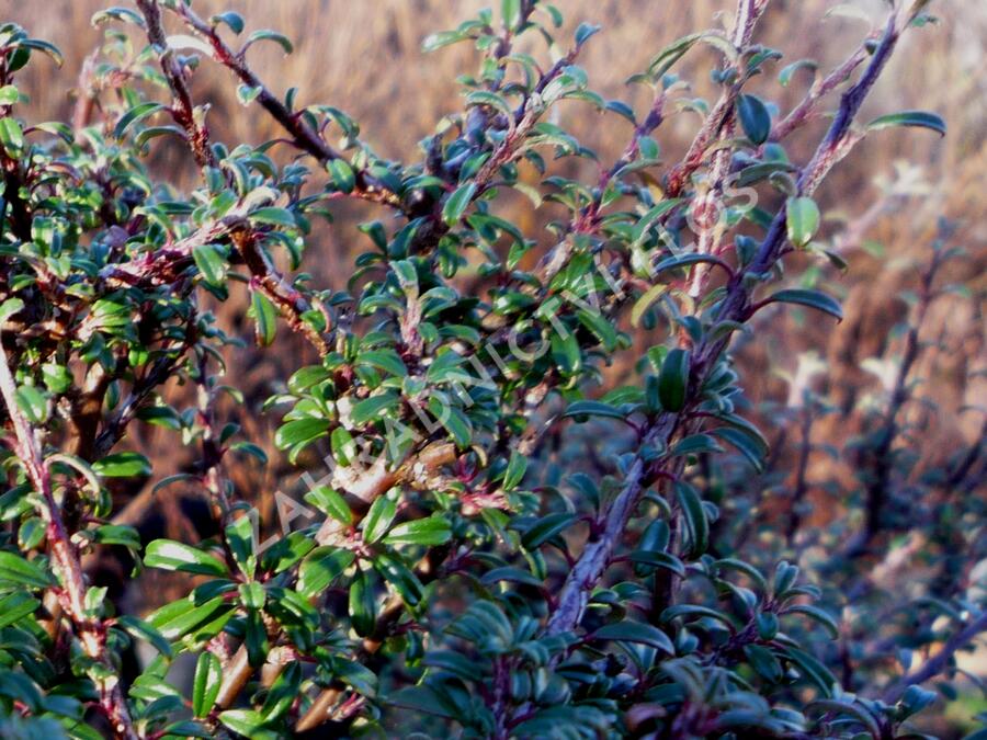 Skalník drobnolistý var. thymifolius - Cotoneaster microphyllus var. thymifolius