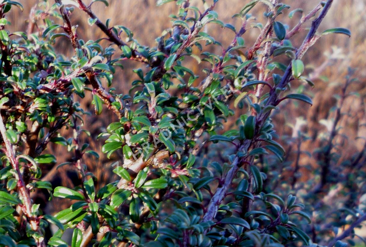 Skalník drobnolistý var. thymifolius - Cotoneaster microphyllus var. thymifolius