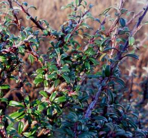 Skalník drobnolistý var. thymifolius - Cotoneaster microphyllus var. thymifolius