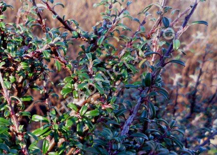 Skalník drobnolistý - Cotoneaster microphyllus var. thymifolius