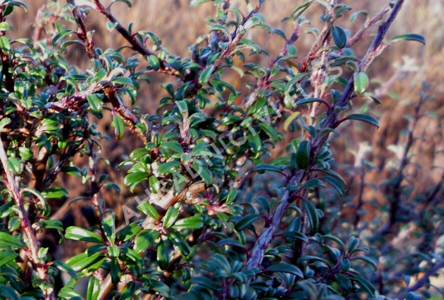 Skalník drobnolistý var. thymifolius - Cotoneaster microphyllus var. thymifolius
