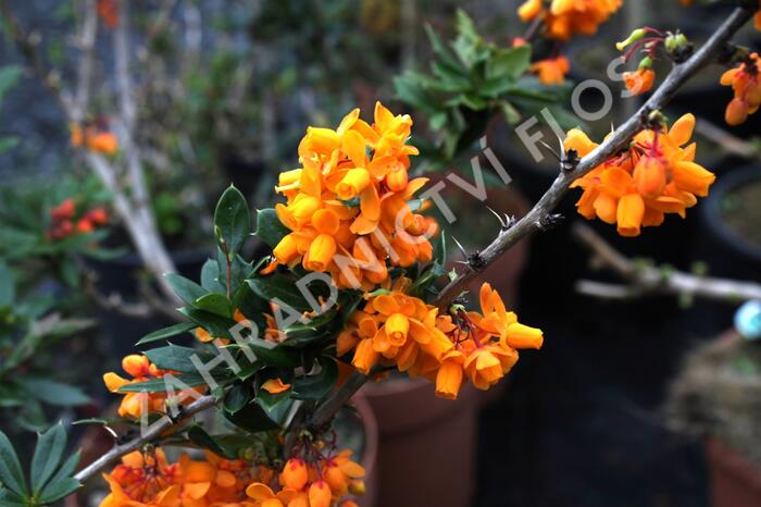 Dřišťál lologský 'Apricot Queen' - Berberis lologensis 'Apricot Queen'