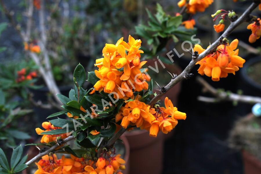 Dřišťál lologský 'Apricot Queen' - Berberis lologensis 'Apricot Queen'