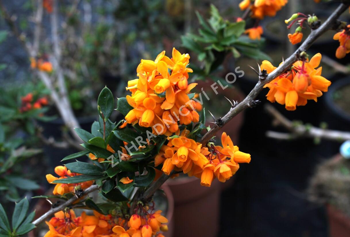 Dřišťál lologský 'Apricot Queen' - Berberis lologensis 'Apricot Queen'